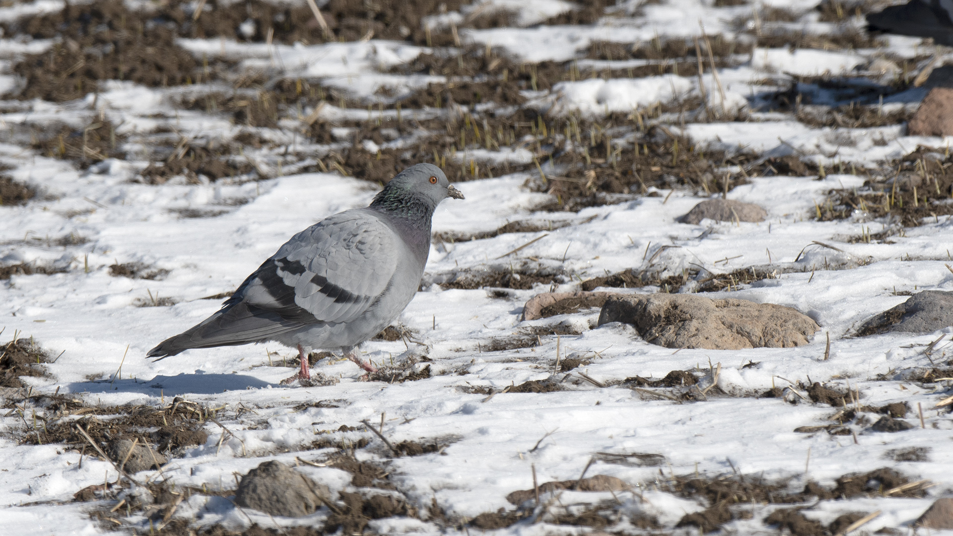 Rock Pigeon
